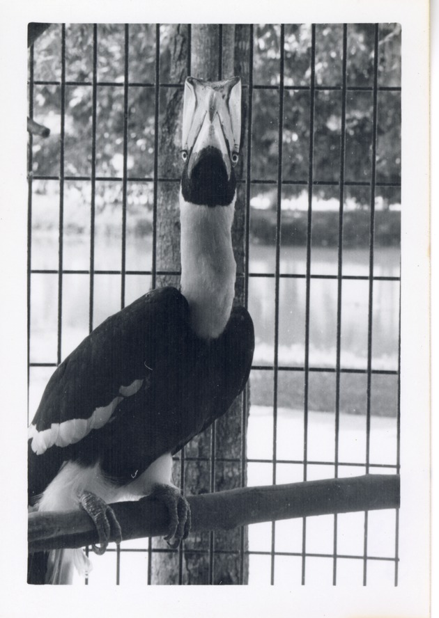 Greater hornbill facing the camera in its cage at Crandon Park Zoo