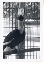 [1950/1970] Greater hornbill facing the camera in its cage at Crandon Park Zoo