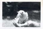 [1950/1970] Golden conure resting on a zookeeper's hand at Crandon Park Zoo