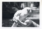 [1950/1970] Golden conure perched on a zookeeper's hand at Crandon Park Zoo