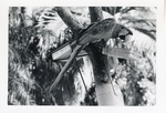 [1950/1970] Red-and-green macaw perched on a feeding tin at Crandon Park Zoo