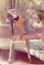 [1950/1970] Blue-and-yellow macaw perched in its enclosure at Crandon Park Zoo