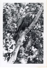 [1950/1970] Red-and-green macaw perched on a branch at Crandon Park Zoo