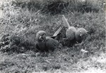 [1950/1970] Two Hyacinth macaws in the grass at Crandon Park Zoo