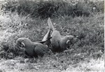 [1950/1970] Hyacinth macaws standing in the grass at Crandon Park Zoo