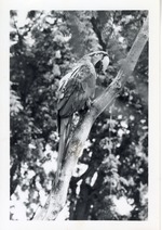 [1950/1970] Red-and-green macaw perched on a tree branch at Crandon Park Zoo