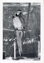 [1950/1970] Cleo the blue-and-yellow macaw perched in a cage at Crandon Park Zoo