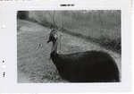 [1957-09] Cassowary in its enclosure at Crandon Park Zoo