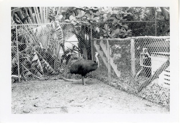 Cassowary standing beside a fence in its enclosure at Crandon Park Zoo