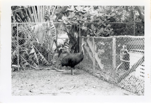 Cassowary beside a fence in its enclosure at Crandon Park Zoo