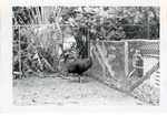 [1950/1970] Cassowary beside a fence in its enclosure at Crandon Park Zoo