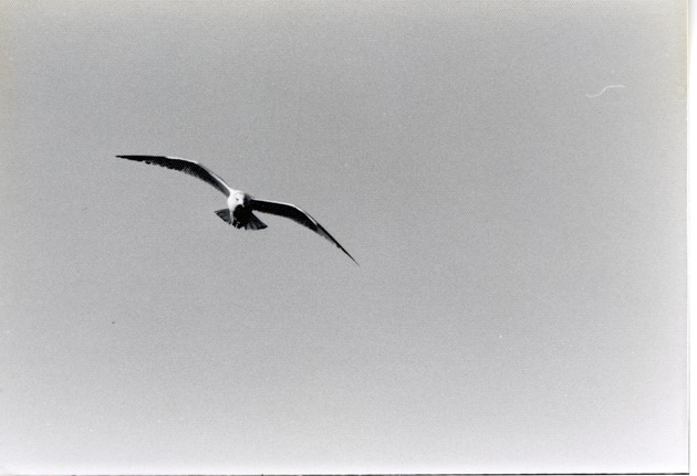 Seagull flying above Crandon Park Zoo