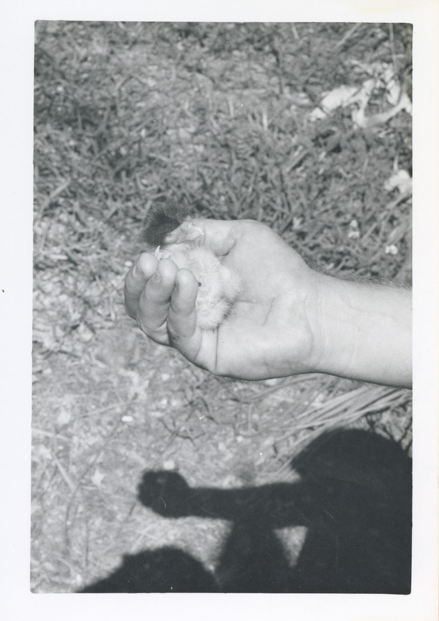 Small hatchling northern crested caracara cupped in a zookeeper's hand at Crandon Park Zoo