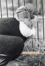 Andean condor in profile at Crandon Park Zoo