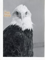 Bald eagle looking at the camera at Crandon Park Zoo