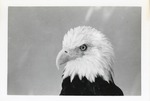 [1950/1970] Bald eagle in profile at Crandon Park Zoo