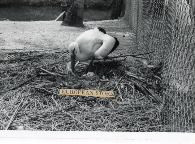 European stork caring for the eggs in its nest at Crandon Park Zoo