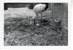 [1950/1970] European stork moving around the eggs in its nest at Crandon Park Zoo
