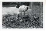 European stork moving the branches of its nest around its eggs at Crandon Park Zoo