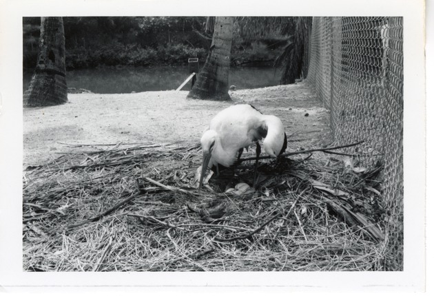 European stork tending its nest at Crandon Park Zoo
