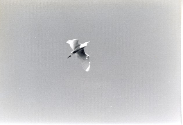 Floridian egret flying above Crandon Park Zoo