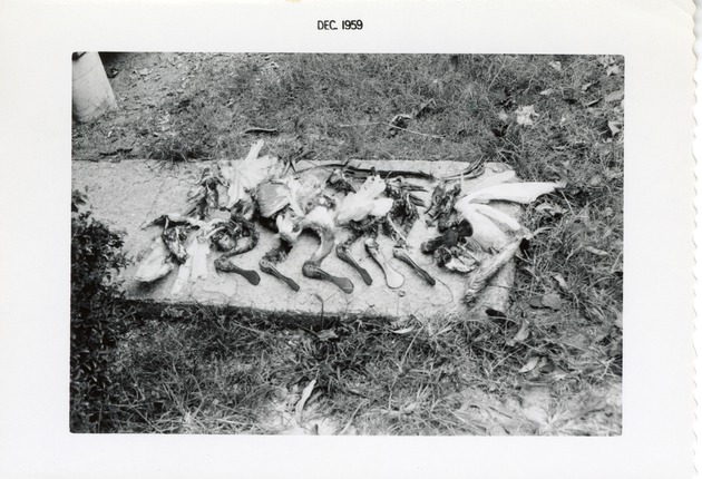 Spoonbill carcasses displayed on a slab of cement at Crandon Park Zoo