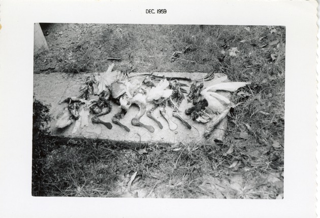 Spoonbill carcasses laid out on a slab of cement at Crandon Park Zoo