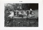 Spoonbill carcasses laid on a cement slab at Crandon Park Zoo