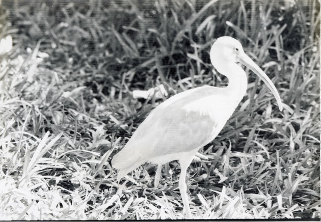 Scarlet ibis walking through the tall grass at Crandon Park Zoo