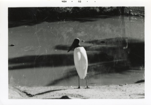 Jabiru stork standing on the water's edge at Crandon Park Zoo