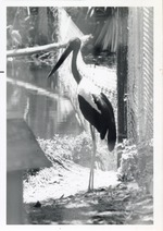 Black-necked stork in its enclosure at Crandon Park zoo