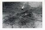 [1950/1970] European stork standing over its eggs in its nest at Crandon Park Zoo