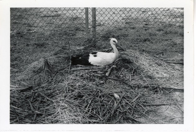 European stork laying in its nest on its eggs at Crandon Park Zoo