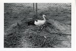 [1950/1970] European stork laying in its nest on its eggs at Crandon Park Zoo