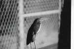 [1950/1970] Green heron in its enclosure at Crandon Park Zoo
