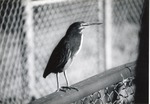 Green heron perched on a fence in its enclosure at Crandon Park Zoo