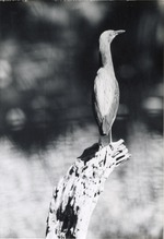 Heron perched on a branch in its enclosure at Crandon Park Zoo