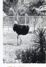 Ostrich walking in its enclosure at Crandon Park Zoo