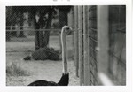 Ostrich looking through the fence in its enclosure at Crandon Park Zoo