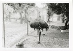 Ostrich standing beside a fence in its enclosure at Crandon Park Zoo