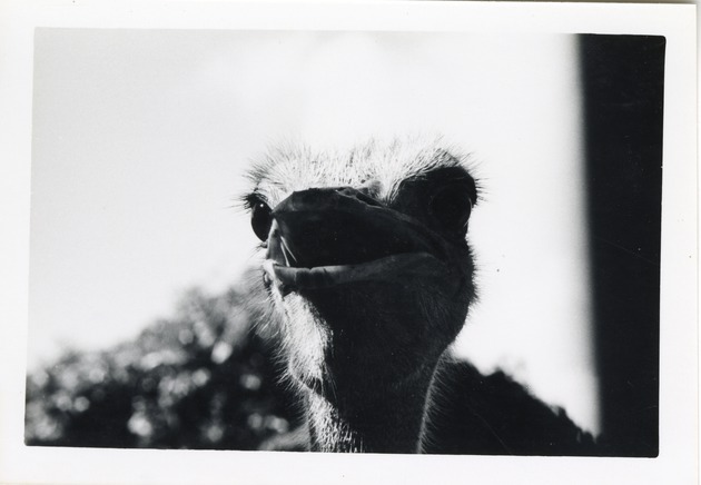 Close-up of an ostrich at Crandon Park Zoo