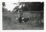 Ostrich walking past the fence of its enclosure at Crandon Park Zoo
