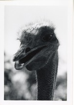 Close-up of an ostrich at the Crandon Park Zoo