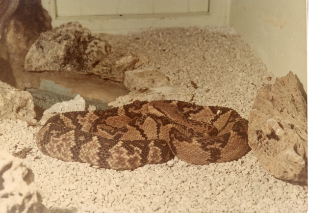Rattlesnake curled up in its enclosure at Crandon Park Zoo