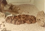 [1950/1970] Rattlesnake curled up in its enclosure at Crandon Park Zoo