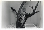 [1950/1970] Two types of pythons in its enclosure at Crandon Park Zoo