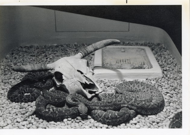 Rattlesnakes laying together next to a prop cow skull at Crandon Park Zoo