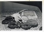 [1950/1970] Rattlesnakes laying together next to a prop cow skull at Crandon Park Zoo