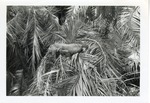 [1950/1970] Iguana in the branches of palm trees at Crandon Park Zoo