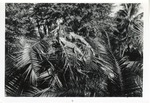 [1950/1970] Two iguanas on the branches of palm trees at Crandon Park Zoo